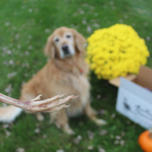 Cargar imagen en el visor de la galería, Pies de faisán liofilizados para perros o gatos, 2 oz