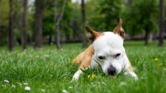 ¿Por qué los perros comen hierba?