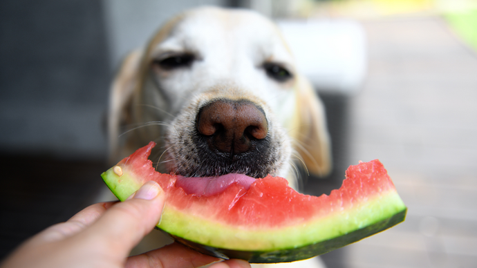 ¿Pueden los perros comer sandía?