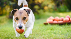 ¿Pueden los perros comer manzanas? Lo que deberías saber.